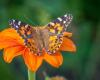 The secret of butterfly migration is written in pollen