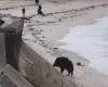 VIDEO. In Larmor-Plage, a wild boar takes a sea bath