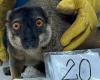 A thousand seized turtles and lemurs will be repatriated to Madagascar – rts.ch