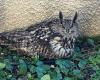 A European Eagle Owl, injured in one wing, saved by firefighters and placed in a bird care center