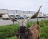 These goats come to graze in this Orne company and bring joy to the employees