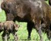 Bison struck down by the Blue Tongue at the Suchy breeding cell