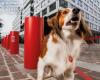 Is your dog too big? With “Urban Doggy Fit”, the SPA wants him to do squats and core training