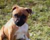 Two puppies found locked in direct sunlight amid their excrement in Reunion Island