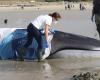 The whale stranded in Finistère and rescued by Sea Shepherd “was doomed”