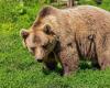 The bear in the Ariège Pyrenees: “As long as I am president of the park, the park will not be intended to manage this problem”