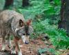 PODCAST. When a wolf terrified the inhabitants of central Brittany