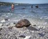 In Reunion, swordfish fishermen trained in first aid for accidentally captured turtles – Libération