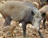 Residents of this Dordogne commune are complaining about the increase in wild boars