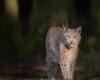 Three lynx killed in the Swiss Jura by mistake, by a hunter who had authorization to kill wolves