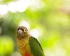 A retiree launches an appeal to find his missing parrots in Charente-Maritime