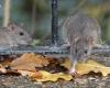 “There is really an explosion”: everywhere in France, the proliferation of rodents is putting rodent pests on edge