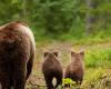 Bear captured after injuring man in Japanese supermarket