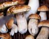 You don't know it yet, but you (too) need this book on mushrooms