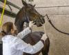 Horse-killing virus progresses in western France, Paris Horse Show under surveillance