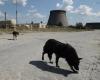 Chernobyl dogs undergo rapid evolution, study finds