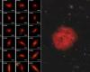 NASA’s Stunning Discovery: ‘Red UFO Galaxies’ Challenge Everything We Know About Space