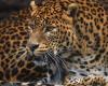 Horizons: Guyana, living with the jaguar