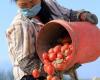 Behind tomato sauces labeled in Italy, Chinese products and the forced labor of Uyghurs