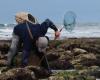 “A leisure activity accessible to all”: all the secrets of fishing on foot on the island of Oléron in a book