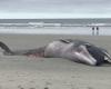 Faced with the mystery of whale strandings in Finistère, scientists unveil a theory