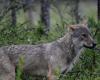 Wolf protection is taking its toll: News