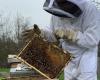 This town in Val-d'Oise rewarded for its commitment to bees