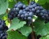 What future for French viticulture?