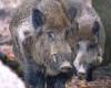 Dordogne farmers will be able to trap wild boars anywhere in the department