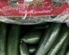 Cucumbers recalled due to possible “salmonella” contamination