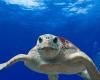 Contaminated sea turtle stew leaves three dead and around 30 sick