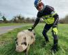 Video. Abandoned, this pig walks in this town of Loire-Atlantique: “the weekend, it's a parade”