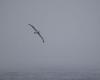 IN PICTURES – The first albatrosses filmed by the Vendée Globe skippers