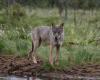 The wolf loses its status as a highly protected species in Europe