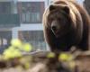 In Japan, a bear ravages a supermarket before being shot – Libération