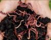 Eure. They transform manure into Green Gold… thanks to earthworms