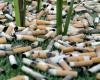 Cigarette butts on playgrounds are a risk