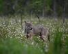 The wolf loses its status as a “strictly protected” species within the Berne Convention