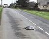 Dead seal on the road: “For there to be an investigation, there would have to be a witness”