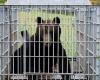 a bear breaks into a supermarket, attacks an employee and destroys the butchery section