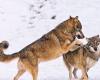 A European decision weakens the protection of wolves