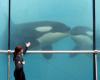 Towards a definitive closure of the Marineland of Antibes, the fate of its orcas still pending – 04/12/2024 at 1:04 p.m.