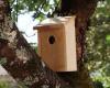 Save animals: get a nest box!