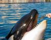 The Marineland park in Antibes will close its doors, after the ban on cetacean shows