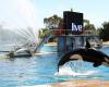 The Marineland of Antibes plans a “permanent closure” on January 5 due to a law banning cetacean shows