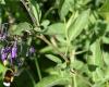 Beware of their appearance… Behind these plants that we come across in Morbihan hides a poison