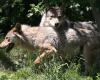 Are we going to kill more wolves in France? What the downgrading of its protection in Europe entails