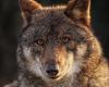 Animal protection organizations denounce the downgrading of the wolf