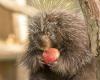 Porky, one of the oldest porcupines in Europe, died at 17