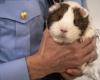 Guinea pigs, fjord photos… Norway improves prisoner Breivik's routine